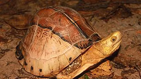 Nâng cao ý thức về tầm quan trọng của loài vật này, đồng thời chấm dứt các hành vi săn bắt, buôn bán trái phép là cách duy nhất để bảo vệ rùa hộp trán vàng khỏi nguy cơ tuyệt chủng, đảm bảo sự đa dạng sinh học cho Việt Nam và thế giới.