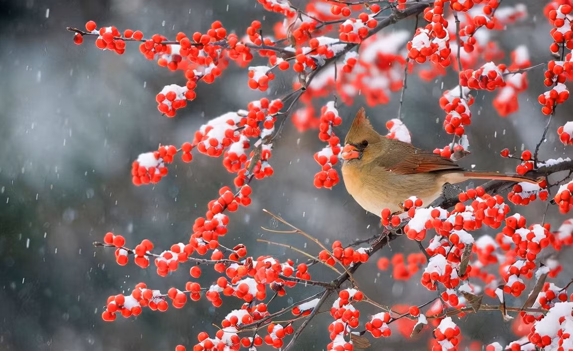  Cây cảnh này có đặc điểm là quả không rụng xuống đất sau khi chín, chúng bám vào thân và tồn tại trong nhiều tuần đến nhiều tháng. Ngay cả trong chu kỳ đóng băng và rã đông, chúng vẫn bám chặt trên cành. Do đó, chúng còn được mệnh danh là "quả bền", tương tự như quả táo gai hay táo dại... 