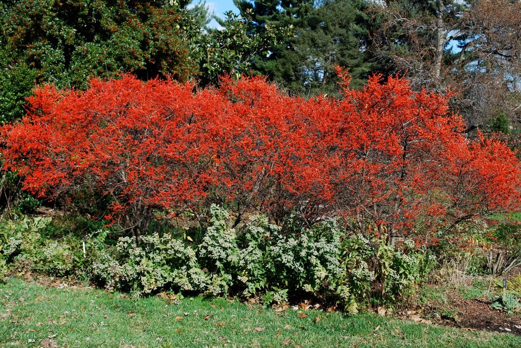 Tuy nhiên, vẻ ngoài của cây cảnh này được cho là mang lại may mắn, tài lộc, thịnh vượng. Màu đỏ thường được liên kết với sự may mắn và tài lộc trong nền văn hóa truyền thống.