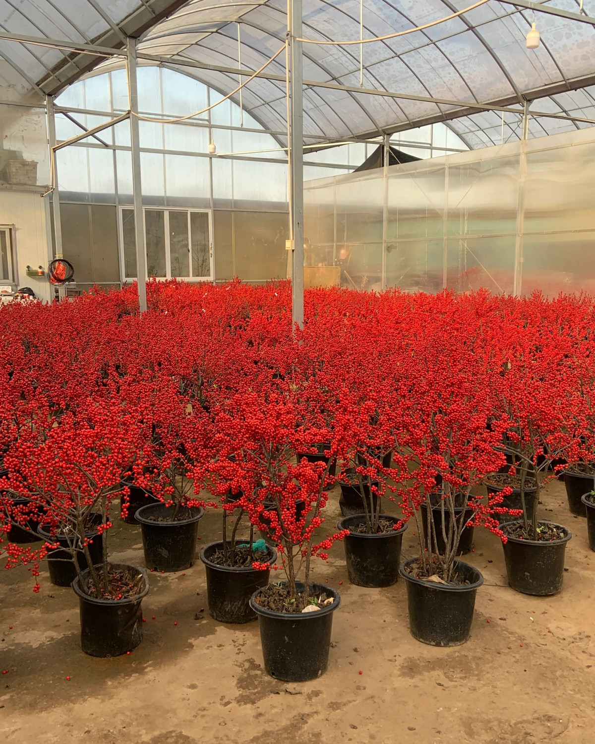 Đào đông đỏ hiện nay thường trở nên phổ biến hơn vào dịp Tết Nguyên Đán, nơi mọi người trang trí những bức tranh, cây cảnh, hoặc các đồ vật khác với hình ảnh hoa mai và hoa đào để mang lại không khí tươi mới và may mắn cho năm mới. 