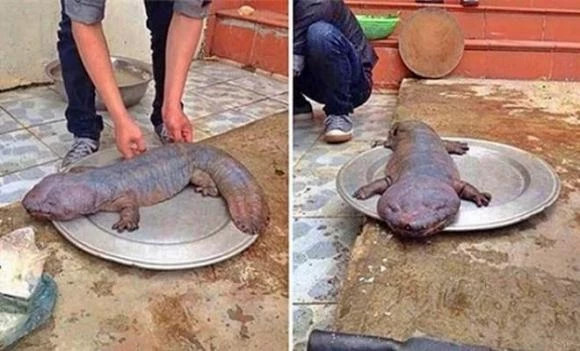 Thạch sùng khổng lồ: Vào năm 2015, người dân tại Vĩnh Phúc đã bàn tán xôn xao khi phát hiện một sinh vật kỳ lạ, vừa có nét giống thạch sùng, lại mang dáng vẻ của cá. Với các tên gọi như "thạch sùng khổng lồ" hay "phiên bản vũ trụ", sinh vật này khiến nhiều người kinh ngạc. 