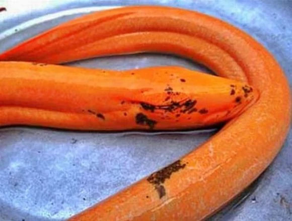 Lươn vàng: Vào năm 2012, một người dân ở Long An đã bắt được con lươn dài 1,1m, nặng 1,6kg. Điều đặc biệt ở con lươn này là màu vàng ánh sáng, khác biệt hoàn toàn với lươn thường, khiến nhiều người liên tưởng đến hình tượng "rồng" trong văn hóa dân gian.