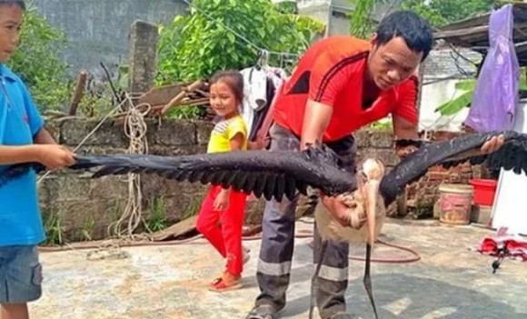  Chim khổng lồ: Năm 2019, một gia đình ở Hà Tĩnh đã bắt được một con chim lạ có kích thước lớn, cân nặng 3,2kg, cao tới 80cm và cánh dài đến 2m. Loài chim này sau đó được xác định là chim già đẫy lớn (hay cò cò), sinh sống thường xuyên ở khu vực Ấn Độ. 