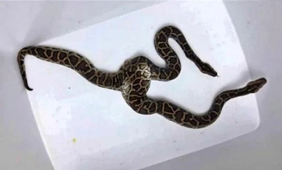  Trăn hai đầu: Khoảng 7 năm trước, one shop bò sát tại Hà Nội đã cộng đồng xun xao khi đăng tải hình ảnh một chú thích trăn sở hữu hai đầu. Đặc biệt, cả hai đầu này có thể hoạt động độc lập trên hai phần thân đặc biệt. Đây là loài trăn Điện Miến, dài khoảng 90cm và nặng 2kg. 