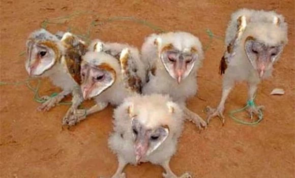  Chim mặt khỉ: Một loài chim kỳ lạ với khuôn mặt tương tự, thở dài, và tiếng kêu khè khè đã được phát hiện ở Trà Vinh. Sự xuất hiện của nó thu hút sự chú ý của những đặc điểm độc đáo và nguồn gốc bí ẩn. Lươn hóa rồng