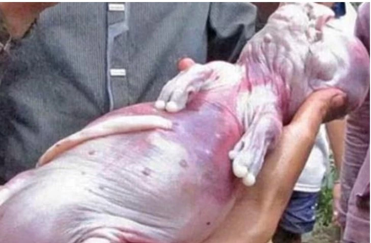 eo con giống trẻ sơ sinh: Cũng vào năm 2012, tại Bình Phước, một chú heo con mới sinh đã gây chấn động dư luận vì có kiểu dáng kỳ dị, giống như một em bé sơ sinh. Ngoại hình đặc biệt của nó khiến nhiều người không khỏi kinh hãi.