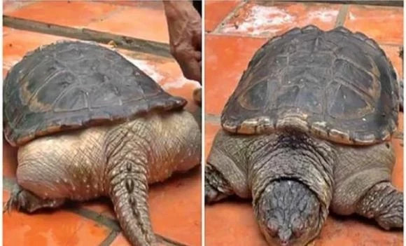  Rùa cá sấu: Năm 2014, một người dân ở Cần Thơ đã sử dụng cơn sốt khi phát hiện con rùa nuôi của mình bất ngờ mọc ra chiếc đuôi dài như cá sấu, với 9 chiếc sừng kỳ dị. Thêm vào đó, chân của nó tăng thay đổi, trở nên giống chân cá sấu, và vùng da cổ xuất hiện nhiều mùi thơm đáng sợ. 