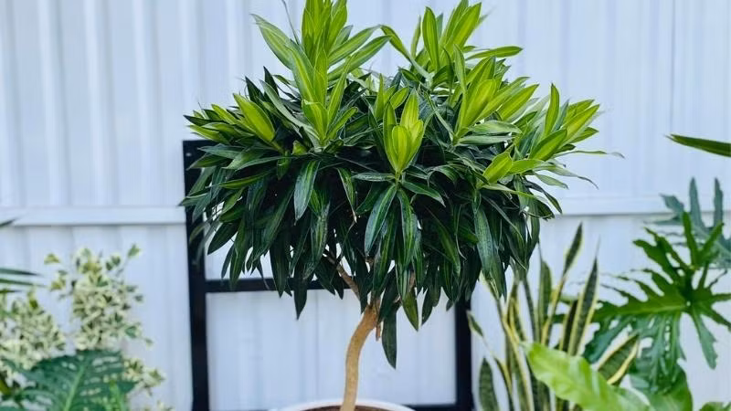 Cây cảnh này rất tinh tế, trang nhã nên nó đặc biệt thích hợp để làm chậu cây lớn trong phòng khách. Nó còn tượng trưng cho sự sang trọng, quý phái và mang thần thái phi thường của gia chủ.