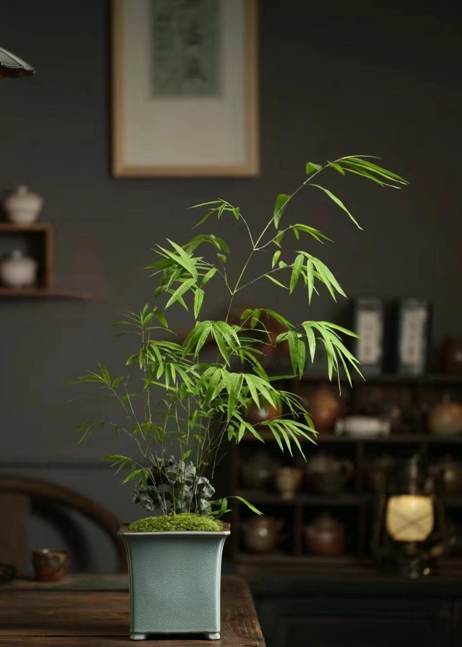 Cây cảnh này giống như một cây tre thu nhỏ, với cành mảnh khảnh và những chiếc lá như lá lúa rủ nhẹ trên cành, tạo ấn tượng tổng thể về một vẻ đẹp yếu đuối, e thẹn. Ý nghĩa của cây tre đang ngày càng phát triển, cây tre hứa hẹn sự bình an, giàu có và thịnh vượng cho gia đình, sang trọng và quý phái.