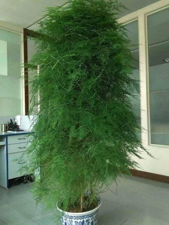 Trong phong thủy, cây cảnh này đặc biệt có nhiều ý nghĩa tốt đẹp, có tác dụng cải thiện vận mệnh. Đặc điểm hình thái và màu sắc của nó lần lượt tượng trưng cho “sự thăng tiến và phú quý” và “tươi mát, thoải mái, bình an” trong phong thủy, giúp cải thiện vận may cho ngôi nhà.