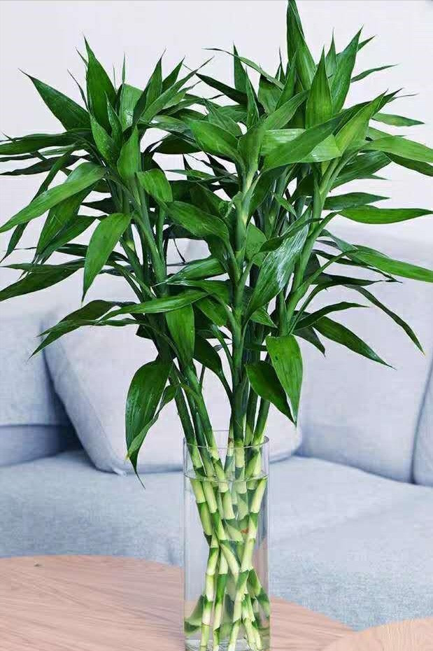 Cây cảnh này có lá màu xanh đậm và sáng bóng, thân giống tre và hình dáng tổng thể trang nhã. Trong dịp Tết Nguyên Đán, việc đặt cây phát tài phát lộc trong phòng khách hoặc phòng làm việc không chỉ tạo thêm không khí trang nhã mà còn mang lại may mắn cho gia đình. 