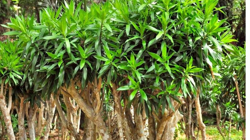 Trong phong thủy, cây cảnh này mang ý nghĩa "mang lại bình an và cát tường". Ngoài ra, tên gọi của chúng có từ "trúc" đồng âm với từ "chúc" nên cũng thể hiện sự chúc phúc, mong muốn nhưng điều may mắn, tốt lành vào nhà.