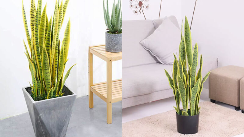 Hơn nữa, khi trưng bày lâu ngày, hoa giả sẽ bị phai màu và kém đẹp, bắt bụi. Vì vậy, nếu bạn có hoa giả ở nhà, hãy nhanh chóng vứt chúng đi khi tổng vệ sinh và đừng đặt hoa giả trong nhà nữa.