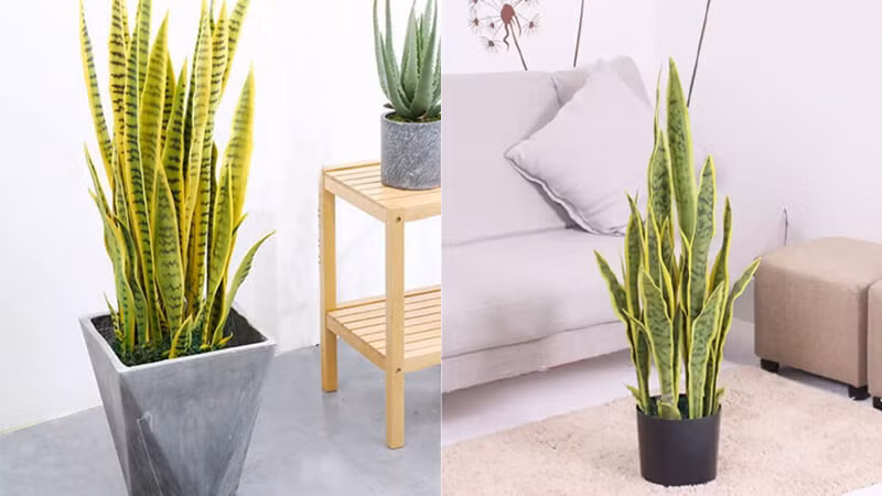 Hơn nữa, khi trưng bày lâu ngày, hoa giả sẽ bị phai màu và kém đẹp, bắt bụi. Vì vậy, nếu bạn có hoa giả ở nhà, hãy nhanh chóng vứt chúng đi khi tổng vệ sinh và đừng đặt hoa giả trong nhà nữa.