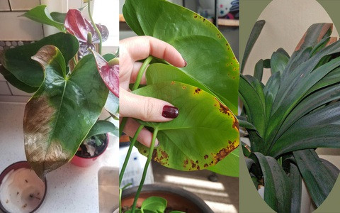  Thứ hai, do cây gần chết nên dễ sinh sâu bệnh, làm cho các loài hoa, cây khác bị bệnh. Thứ ba, nó còn sẽ ảnh hưởng đến phong thủy của ngôi nhà, khiến phong thủy của ngôi nhà xấu đi. Vì vậy, nếu trong nhà bạn có những cây cảnh sắp chết thì cần loại bỏ ngay khi dọn dẹp cuối năm. 