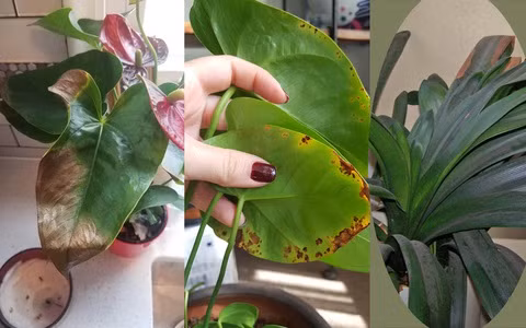  Thứ hai, do cây gần chết nên dễ sinh sâu bệnh, làm cho các loài hoa, cây khác bị bệnh. Thứ ba, nó còn sẽ ảnh hưởng đến phong thủy của ngôi nhà, khiến phong thủy của ngôi nhà xấu đi. Vì vậy, nếu trong nhà bạn có những cây cảnh sắp chết thì cần loại bỏ ngay khi dọn dẹp cuối năm. 