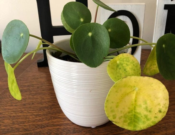 Nếu bạn không có cách chăm sóc tốt cho những cây cảnh thường xuyên bị bệnh tật và côn trùng gây hại này thì hãy vứt chúng đi khi bạn đang dọn dẹp chuẩn bị đón năm mới. Nếu bạn thích trồng hoa, hãy trồng một số loại hoa dễ trồng và ít sâu bệnh.