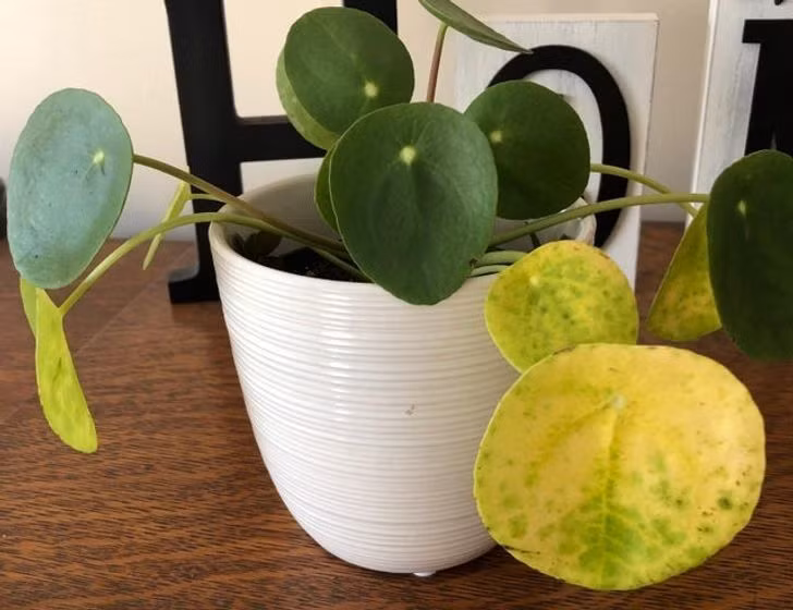 Nếu bạn không có cách chăm sóc tốt cho những cây cảnh thường xuyên bị bệnh tật và côn trùng gây hại này thì hãy vứt chúng đi khi bạn đang dọn dẹp chuẩn bị đón năm mới. Nếu bạn thích trồng hoa, hãy trồng một số loại hoa dễ trồng và ít sâu bệnh.