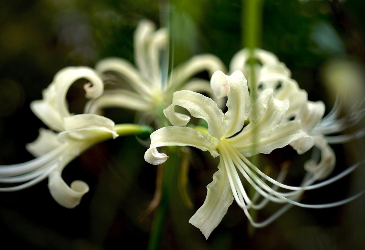  Nhưng nếu bạn để những ây cảnh có ý nghĩa không tốt trong nhà, khi có khách đến nhà, người khác sẽ cảm thấy khó chịu và đưa ra những nhận xét vô trách nhiệm.