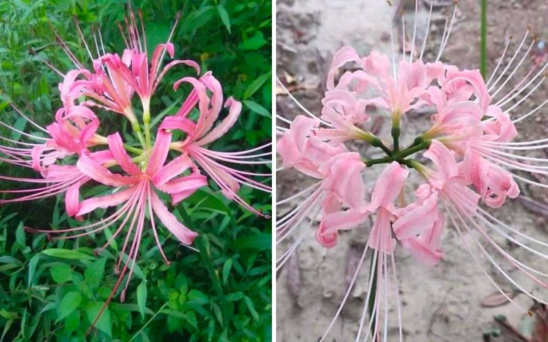 Các loại hoa mang ý nghĩa xấu bao gồm: hoa cúc vàng trắng, hoa bỉ ngạn, hoa hồng vàng, cẩm chướng trắng... Do đó, để có may mắn trong năm mới, khi dọn nhà cuối năm, bạn nên bỏ các cây cảnh này đi. Bạn có thể trồng một số cây cảnh có ý nghĩa tốt như hoa trường thọ, hoa lan càng cua, hoa mộc lan, hoa trà...