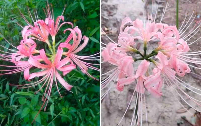 Các loại hoa mang ý nghĩa xấu bao gồm: hoa cúc vàng trắng, hoa bỉ ngạn, hoa hồng vàng, cẩm chướng trắng... Do đó, để có may mắn trong năm mới, khi dọn nhà cuối năm, bạn nên bỏ các cây cảnh này đi. Bạn có thể trồng một số cây cảnh có ý nghĩa tốt như hoa trường thọ, hoa lan càng cua, hoa mộc lan, hoa trà...