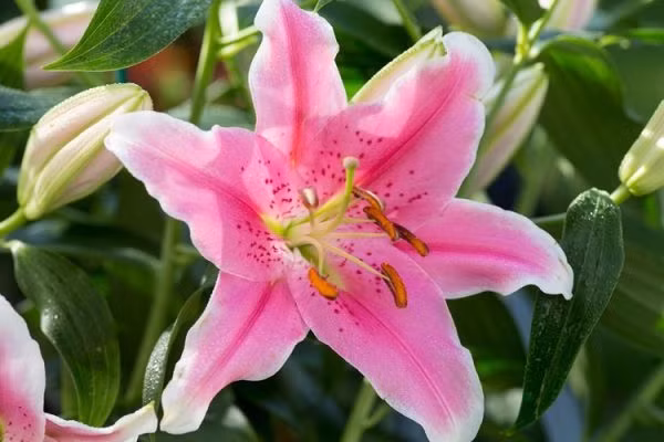 Nếu thích trồng hoa thơm trong dịp Tết Nguyên đán, bạn có thể trồng một số cây cảnh có mùi nhẹ nhàng hơn, khiến người ta cảm thấy dễ chịu như mùa đông ngọt ngào, hoàng dương, phật thủ... Hương thơm rất nhẹ khiến người ta cảm thấy dễ chịu.