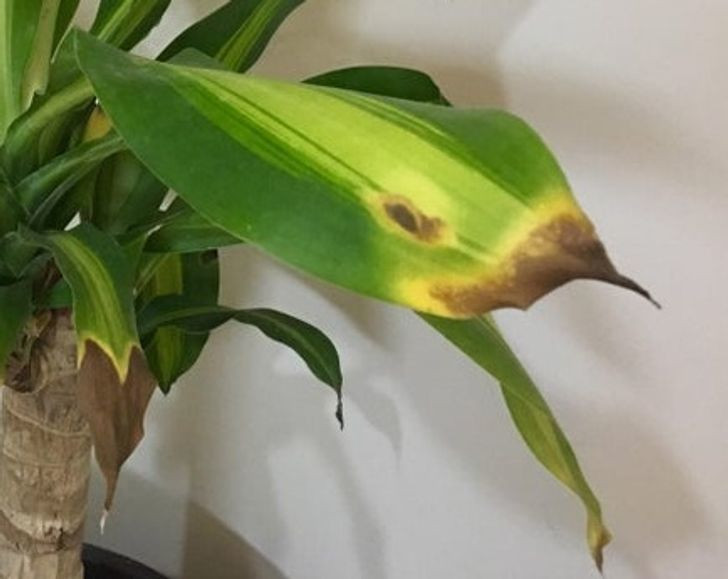  Nhưng cũng có một số loài hoa đặc biệt dễ bị sâu bệnh, chẳng hạn như hoa trường thọ không chỉ dễ bị thối rễ vào mùa hè mà còn dễ bị ấu trùng bướm tấn công. Ngoài ra hoa hồng khi trồng ngoài trời thì chắc và đẹp. Tuy nhiên, khi trồng trong nhà sẽ bị sâu bệnh.