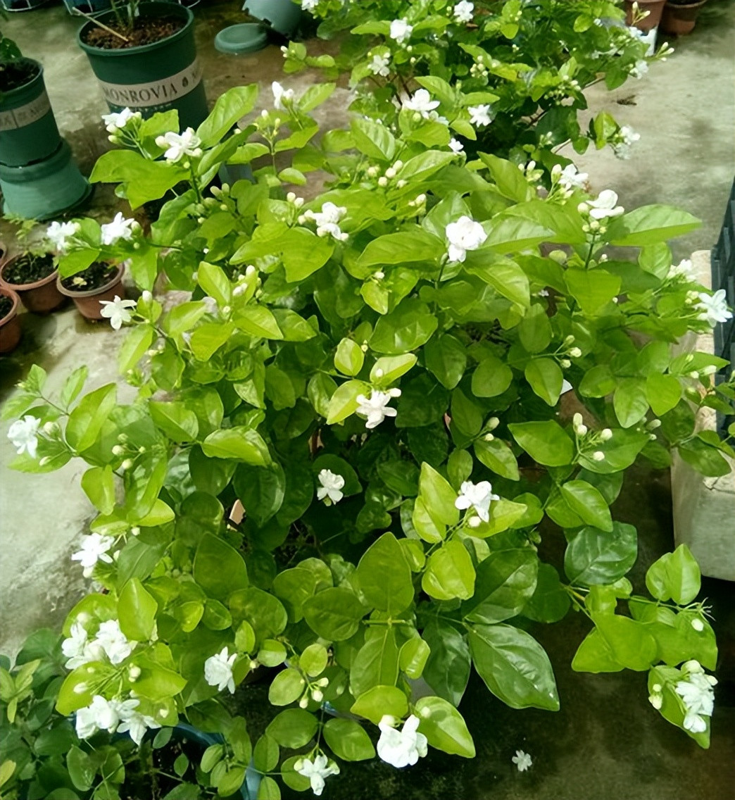  Có rất nhiều loài hoa có mùi nồng như hoa ly, hoa dạ lý hương, phong lữ, hoa thủy tiên vàng... Đừng giữ chúng ở nhà. Nếu bạn có các cây cảnh này hãy dọn dẹp hoặc mang chúng ra nơi thoáng đãng như ban công, sân thượng để trồng.