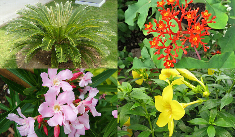  Vì vậy, những cây cảnh có độc này không bao giờ nên trồng ở nhà. Nếu bạn có nó ở nhà, hãy nhanh chóng vứt nó đi! Bởi một khi tiếp xúc với với nhựa cây sẽ dễ bị nhiễm độc, gây buồn nôn, nôn mửa, suy nhược toàn thân, thậm chí nguy hiểm đến tính mạng.