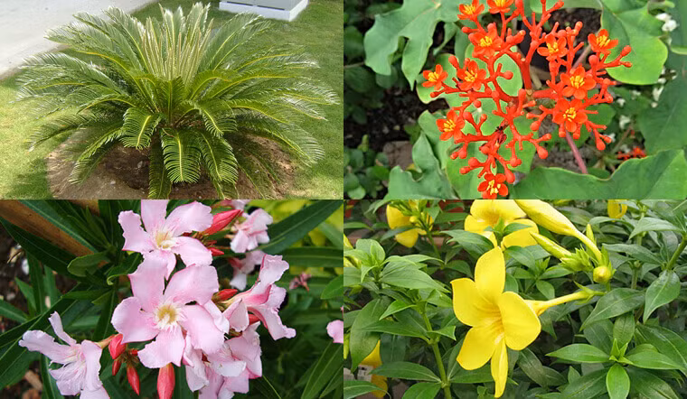  Vì vậy, những cây cảnh có độc này không bao giờ nên trồng ở nhà. Nếu bạn có nó ở nhà, hãy nhanh chóng vứt nó đi! Bởi một khi tiếp xúc với với nhựa cây sẽ dễ bị nhiễm độc, gây buồn nôn, nôn mửa, suy nhược toàn thân, thậm chí nguy hiểm đến tính mạng.