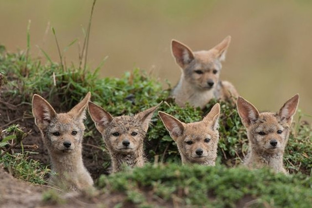 Đặc biệt nhất, sói rừng cứ vào đêm trăng rằm hàng năm sẽ tụ tập, cùng nhau hú dài vang vọng cả khu rừng.