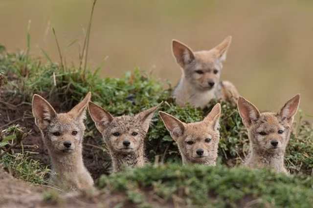 Đặc biệt nhất, sói rừng cứ vào đêm trăng rằm hàng năm sẽ tụ tập, cùng nhau hú dài vang vọng cả khu rừng.