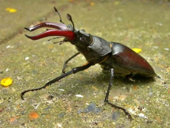  Loài bọ cánh cứng Stag Beetles từng gây “sốt” trên thị trường thú cưng cách đây gần 5 năm và gần đây lại trở thành mục tiêu săn tìm của giới yêu thú cưng độc lạ.