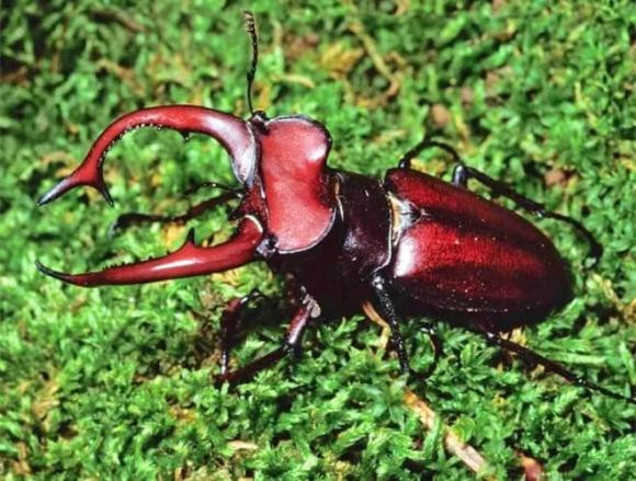 Ngoại hình kỳ lạ kết hợp với sự khan hiếm đã khiến Stag Beetles trở thành lựa chọn đắt giá trong giới chơi thú cưng. Một nhà lai tạo người Nhật từng bán con bọ của mình với giá khoảng 2 tỷ đồng.