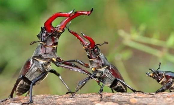 Stag Beetles là một trong 1.200 loài côn trùng thuộc họ Lucanidae, nổi bật với chiếc sừng lớn màu đỏ trên đầu. Loài bọ này khá phổ biến tại miền nam nước Anh, thung lũng Severn và khu vực ven biển phía tây nam, nhưng lại rất hiếm hoặc gần như tuyệt chủng ở các khu vực khác.