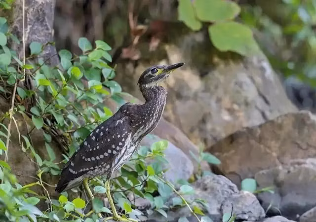 Loai chim quy hiem bac nhat, the gioi chi con 1.000 con