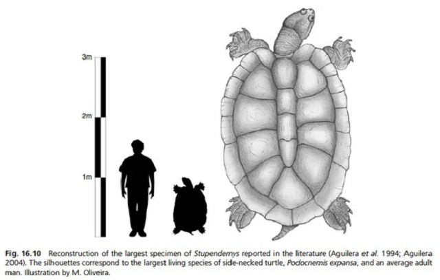  Dựa trên chiều dài 4 mét của hóa thạch mai rùa, Stupendemys geographicus được cho là có chiều dài thực tế khoảng hơn 5 mét và nặng trên 5 tấn.