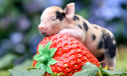  Sự hòa thuận và yêu thương này sẽ là điểm tựa vững chắc, giúp họ cả về mặt tinh thần lẫn vật chất. Nói chung, năm 2025 hứa hẹn sẽ là một năm đầy ắp niềm vui và thành công cho tuổi Hợi cùng gia đình họ.