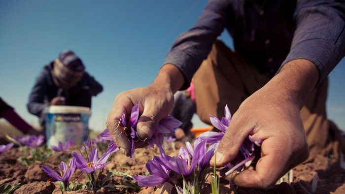 Hiện nay, Iran là quốc gia sản xuất khoảng 90% nguồn cung cấp saffron trên thế giới.