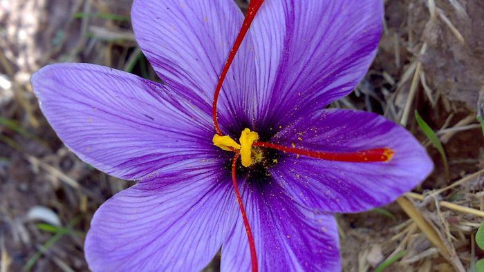 Cả 3 chất chống oxy hóa là crocetin, crocin và safranal tìm thấy trong saffron đều góp phần tăng cường trí nhớ, ngăn ngừa những hội chứng thần kinh như bệnh Parkinson.