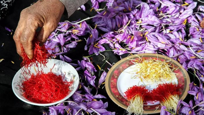 Saffron Iran được biết đến với chất lượng cao, màu sắc đặc trưng và hương vị độc đáo.