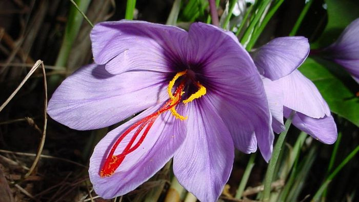 Hoa nghệ tây cần thu hoạch vào bình minh, vì tiếp xúc quá lâu với ánh mặt trời làm giảm chất lượng hoa.