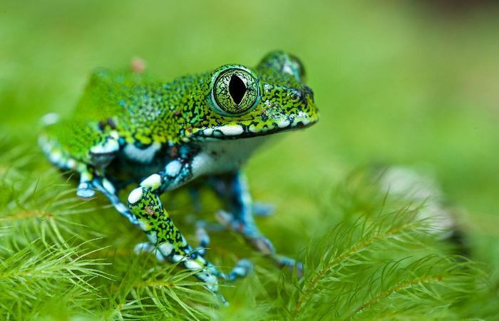 Ếch cây mắt to (Leptopelis vermiculatus). Kích thước: Dài 7 - 8cm. Vùng phân bố: Các khu rừng ở Tanzania.
