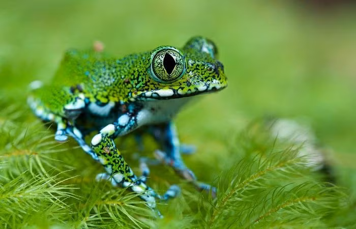 Ếch cây mắt to (Leptopelis vermiculatus). Kích thước: Dài 7 - 8cm. Vùng phân bố: Các khu rừng ở Tanzania.