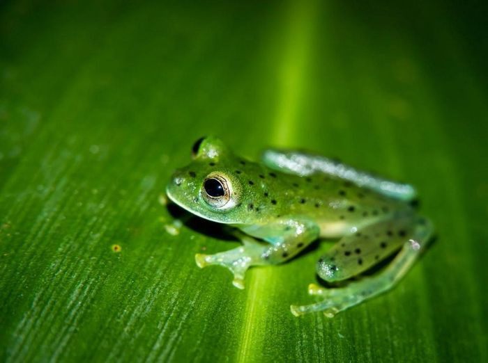 Ếch kính ngọc lục bảo (Espadarana prosoblepon). Kích thước: Dài 2 - 3cm. Vùng phân bố: Các khu vực có rừng ở Nam Mỹ và Trung Mỹ.