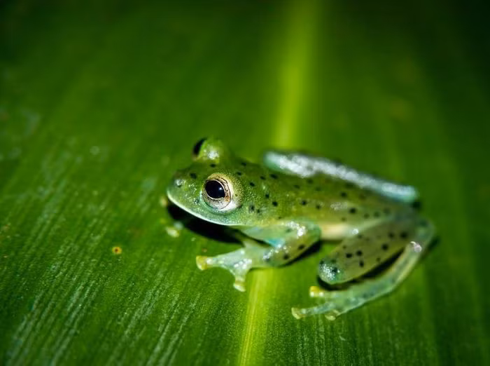 Ếch kính ngọc lục bảo (Espadarana prosoblepon). Kích thước: Dài 2 - 3cm. Vùng phân bố: Các khu vực có rừng ở Nam Mỹ và Trung Mỹ.