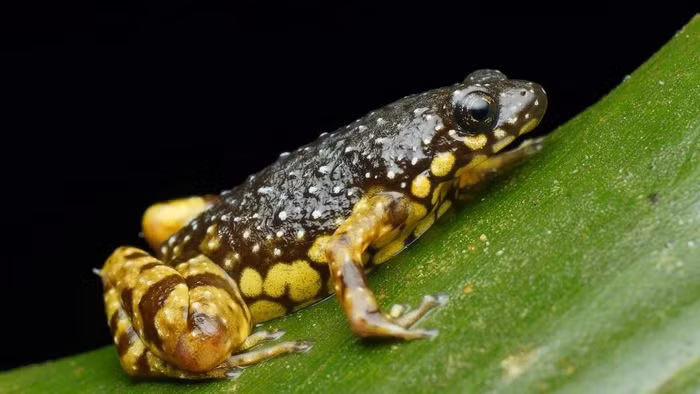 Ếch bụng vàng (Chaperina fusca). Kích thước: Dài 2 - 3cm. Vùng phân bố: Các cánh rừng ở Borneo, bán đảo Mã Lai và Philippines.