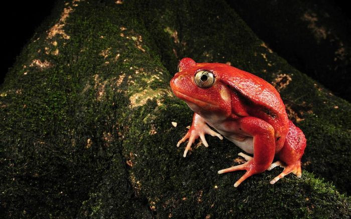 Ếch cà chua Madagascar (Dyscophus antongilii). Kích thước: Dài 7 - 10cm. Vùng phân bố: Các sinh cảnh đa dạng, từ rừng rậm đến đô thị ở Madagascar.