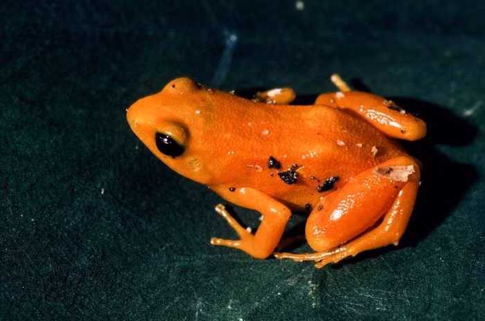 Ếch mantella vàng (Mantella aurantiaca). Kích thước: Dài 2 - 2,5cm. Vùng phân bố: Đất ngập nước ở một phần tương đối nhỏ của Madagascar.