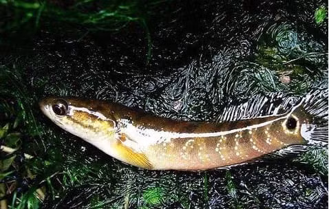  Loài cá này có kích thước không lớn, là loài cá nước ngọt, bề ngoài có phần giống với loài cá chạch thông thường của chúng ta nên thường bị nhầm lẫn là cá chạch.